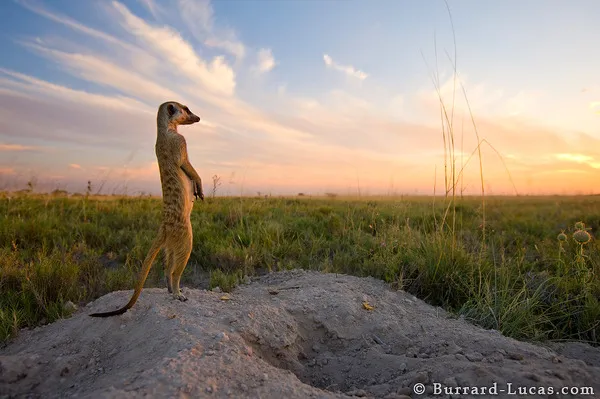 Kalahari Meerkat Kalahari Meerkat