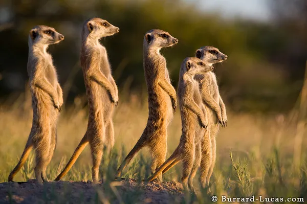 Meerkats Meerkats