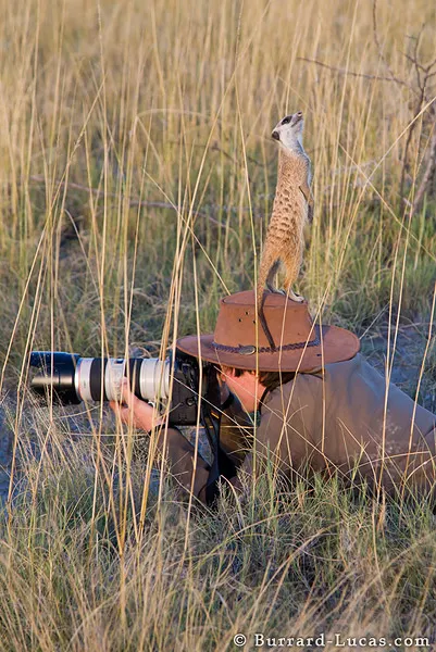 Meerkat on Photographer Meerkat on Photographer